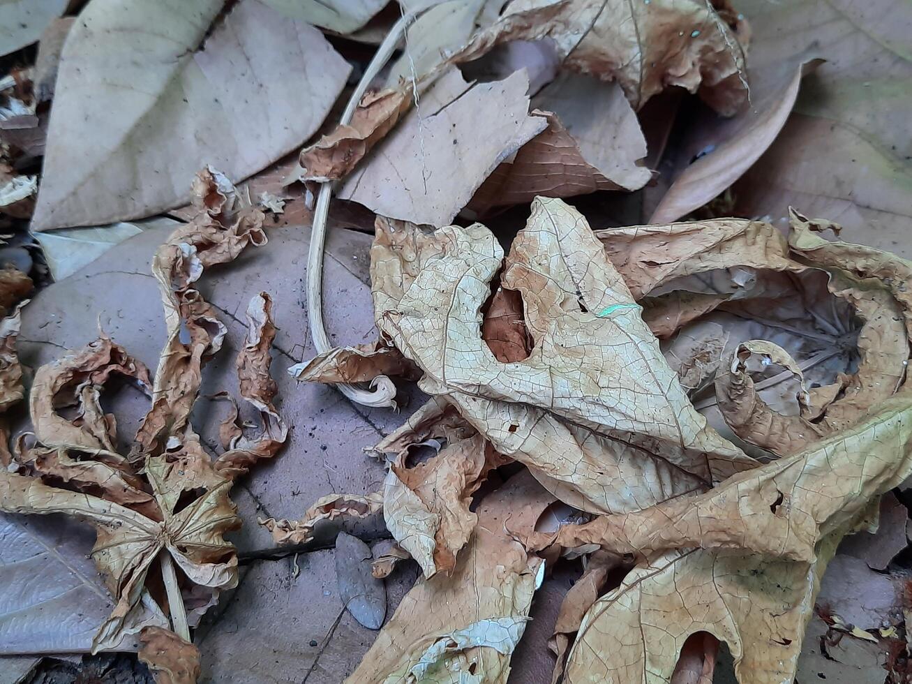 dried leaves background photo