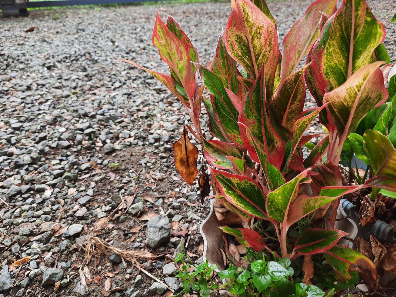 Aglaonema Creta plant photo