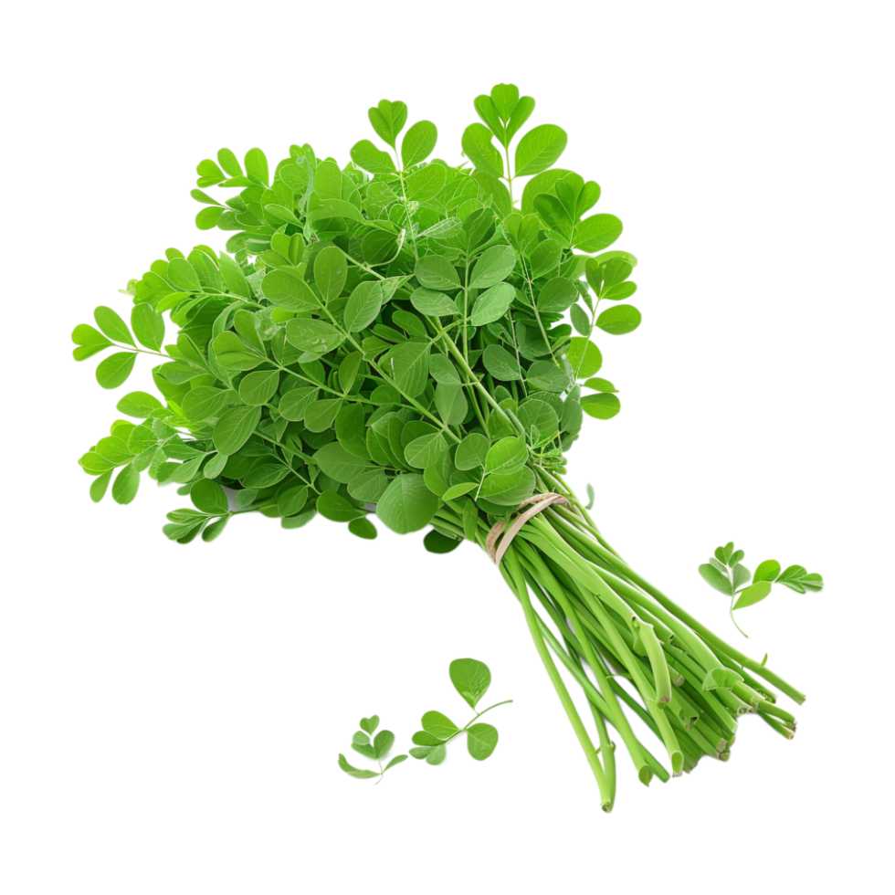 Moringa Leaves on Transparent Background png