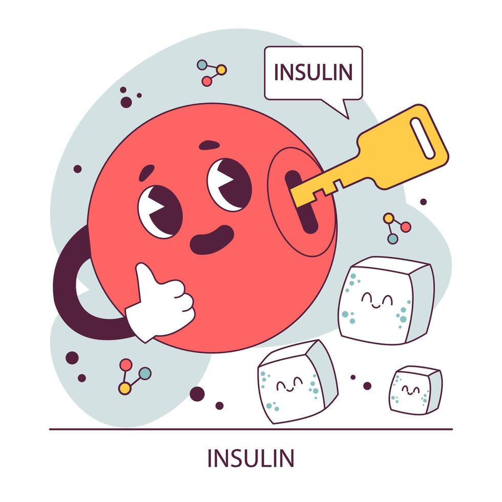 Endocrine system. Insulin function. Pancreas gland hormones secretion vector