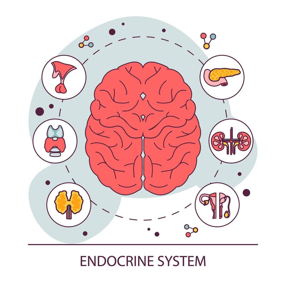 Endocrine system organ. Human gland function. Pancreas, pituitary vector