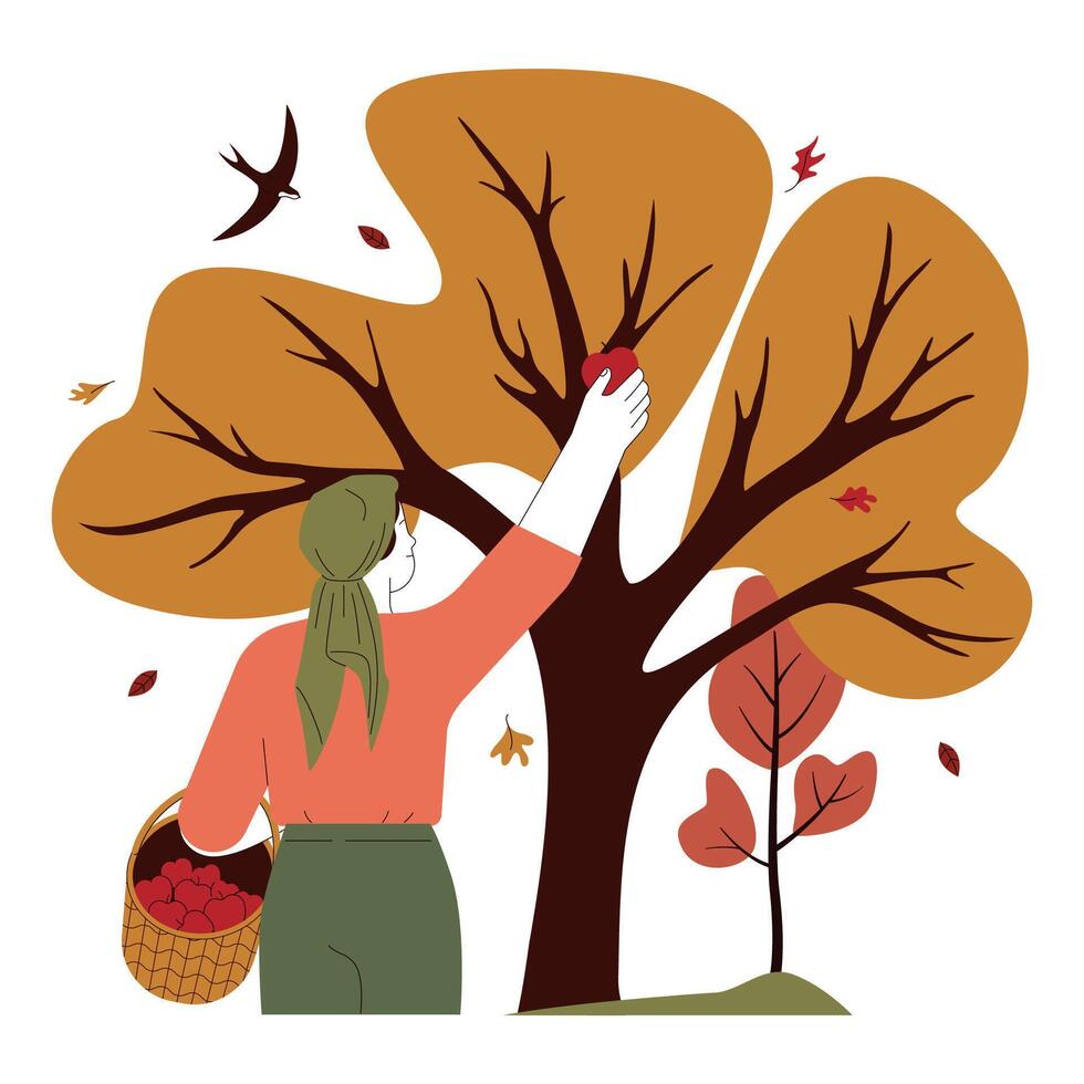 Woman picking ripe fruits from apple tree. Female farmer collecting harvest vector