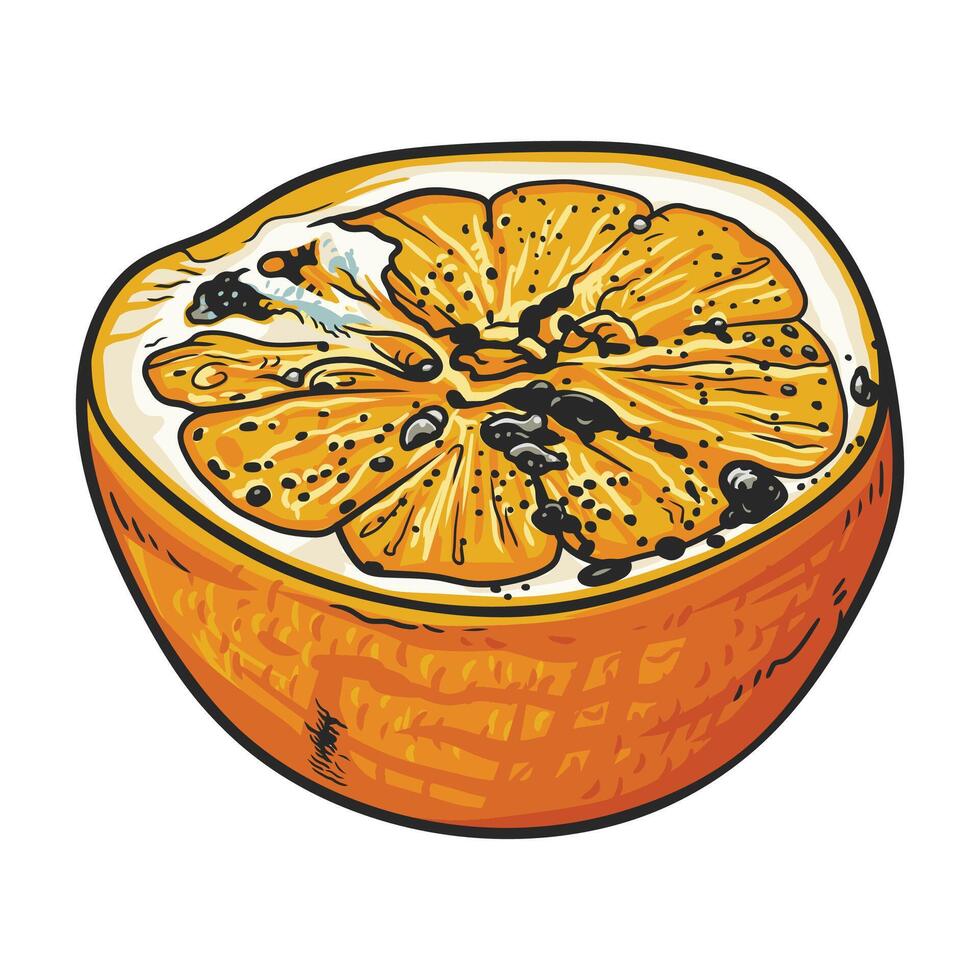 Rotten orange showing mold growing on its surface vector