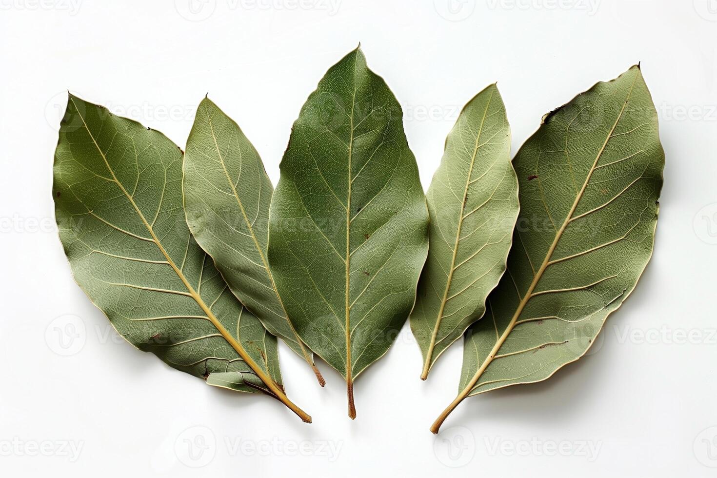 Dry Bay Leaves on a White Background. Ai-Generative. photo