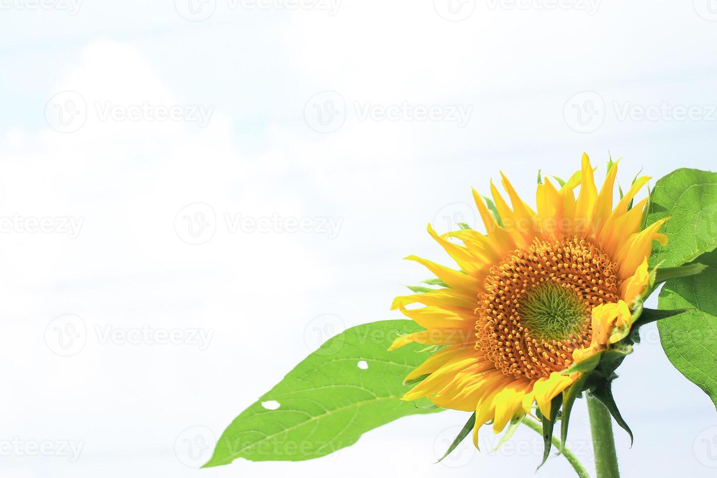 photo of sunflowers with a white sky background, taken in Malang Indonesia add on June 2 2024