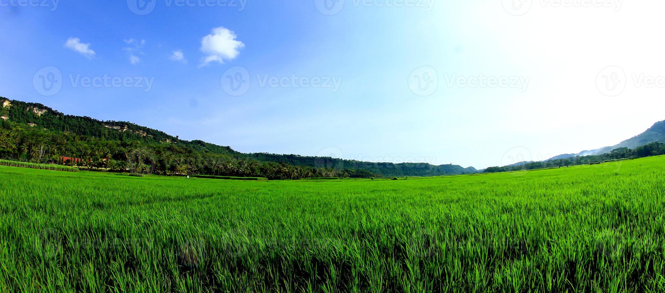 wide expanse of green rice fields with blue skies photo