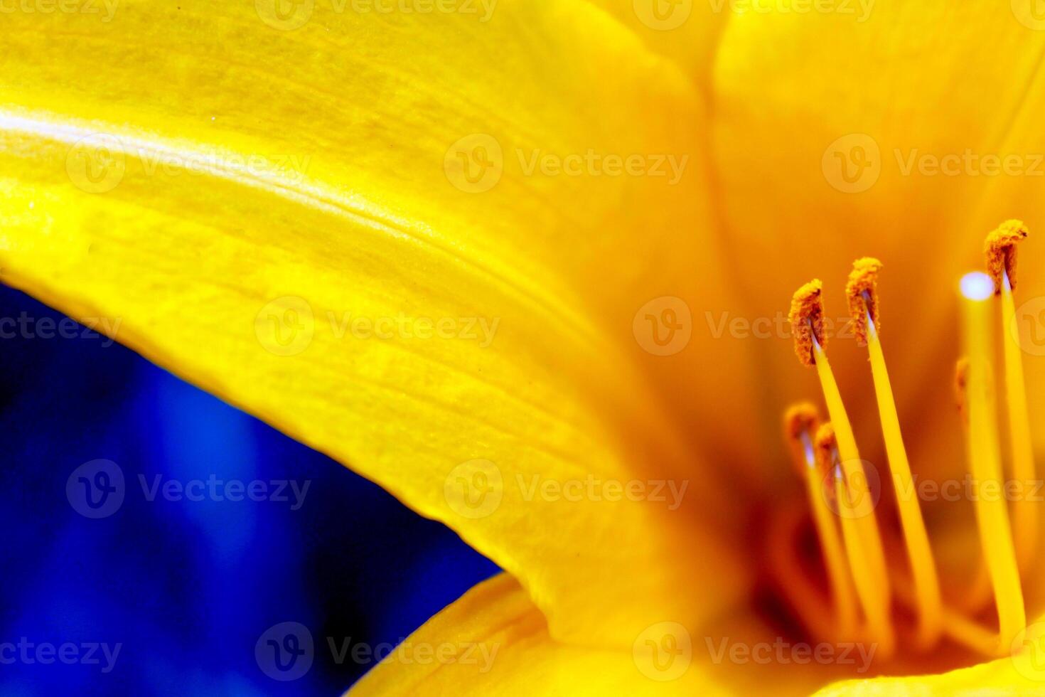 Macro photo of yellow lilies, taken in Malang Indonesia add on May 30 2024