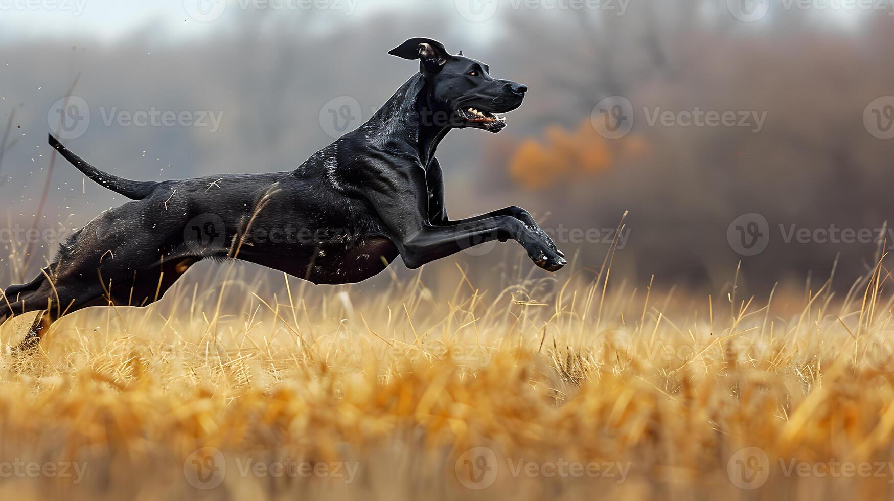 Great Dane running through a field photo