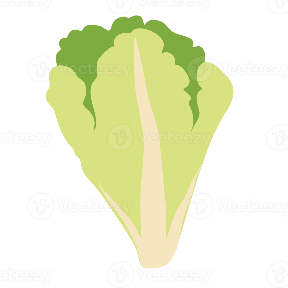 Lettuce leaves drawing png