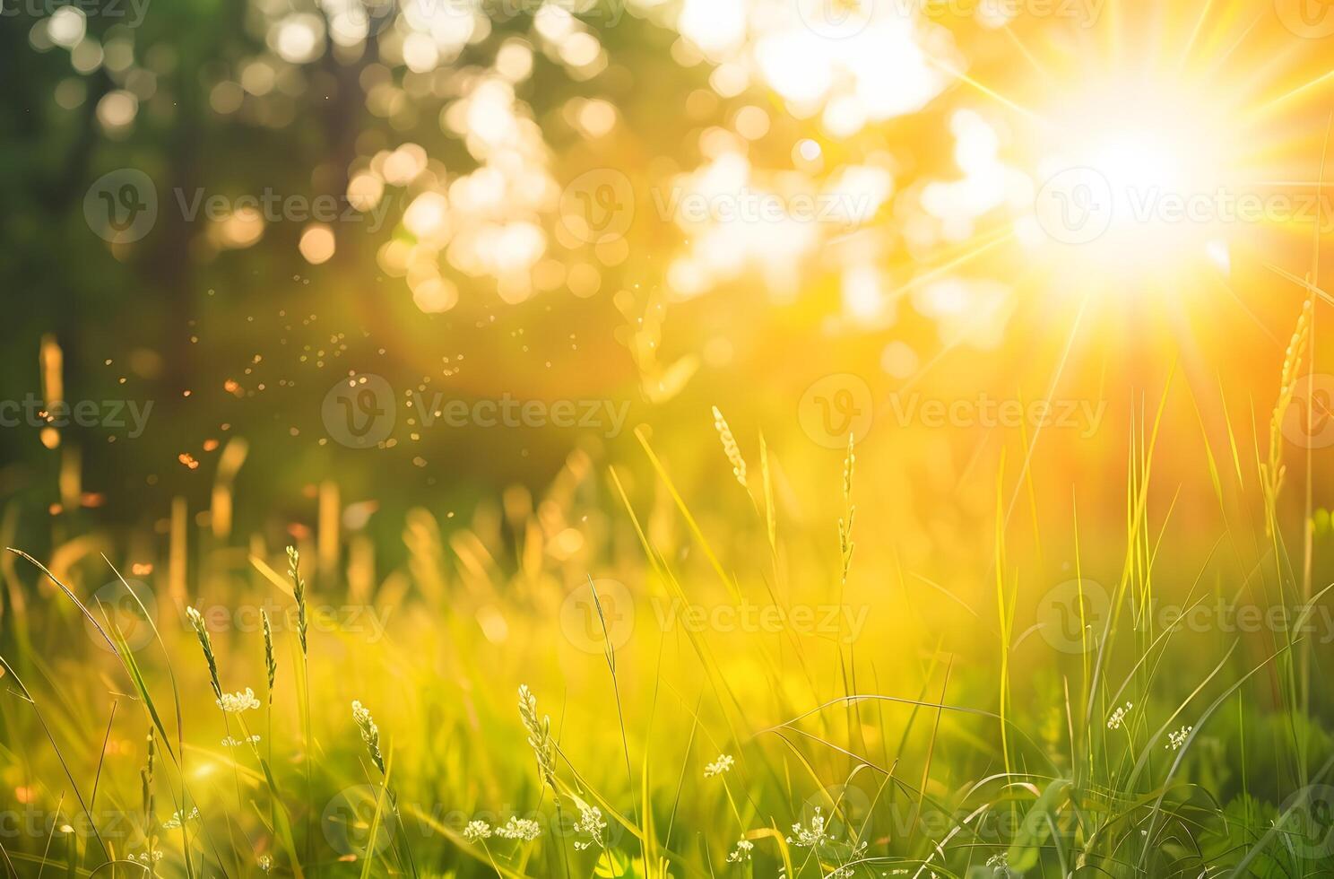 Blurred Summer Nature Background with Sun Rays photo