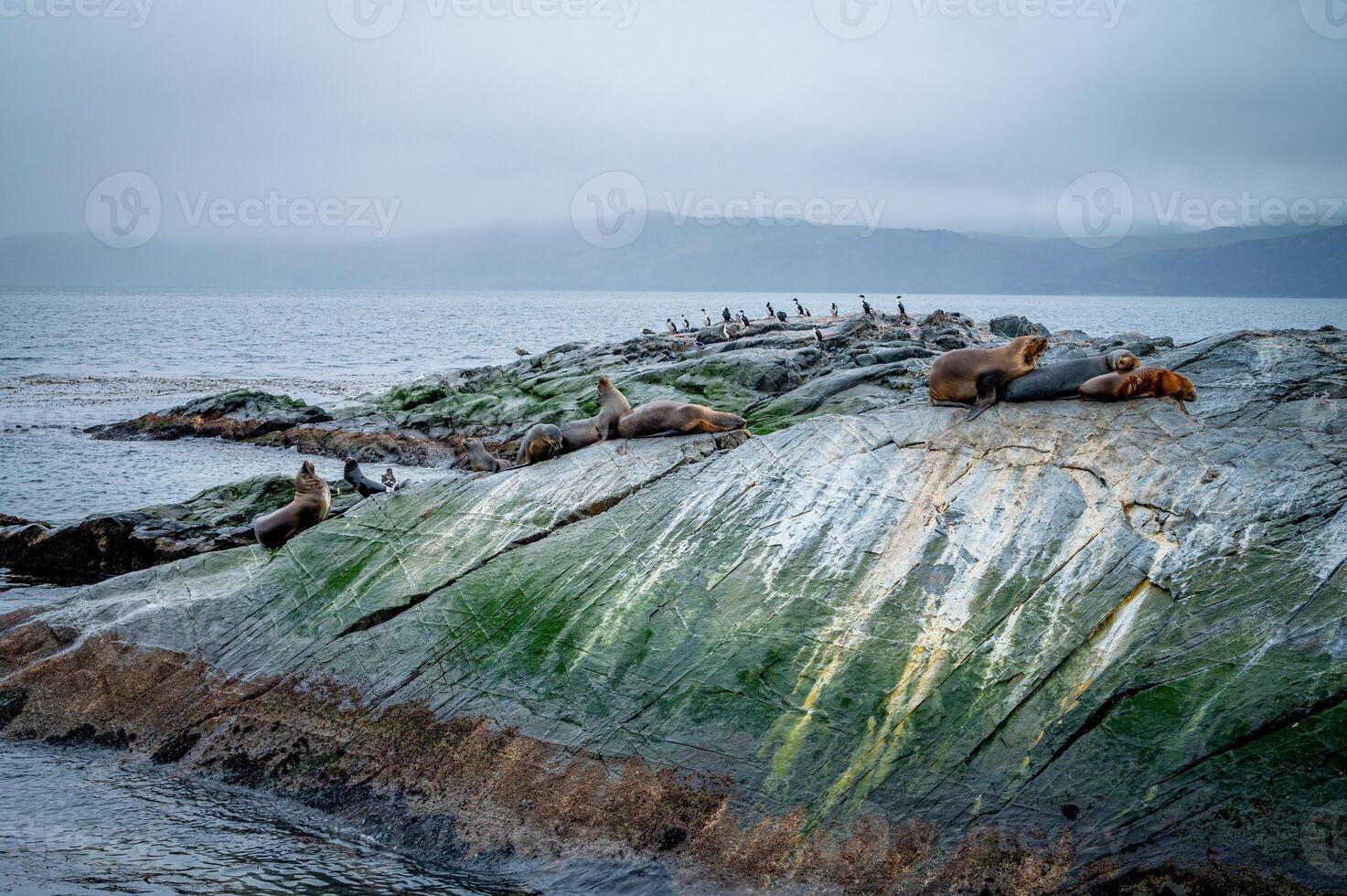 A group of sea lions is resting on the slope of a rocky islet. Cormorants are sitting on the cliff. Mountains against the sky. Argentina. Isla de los Lobos. The photo