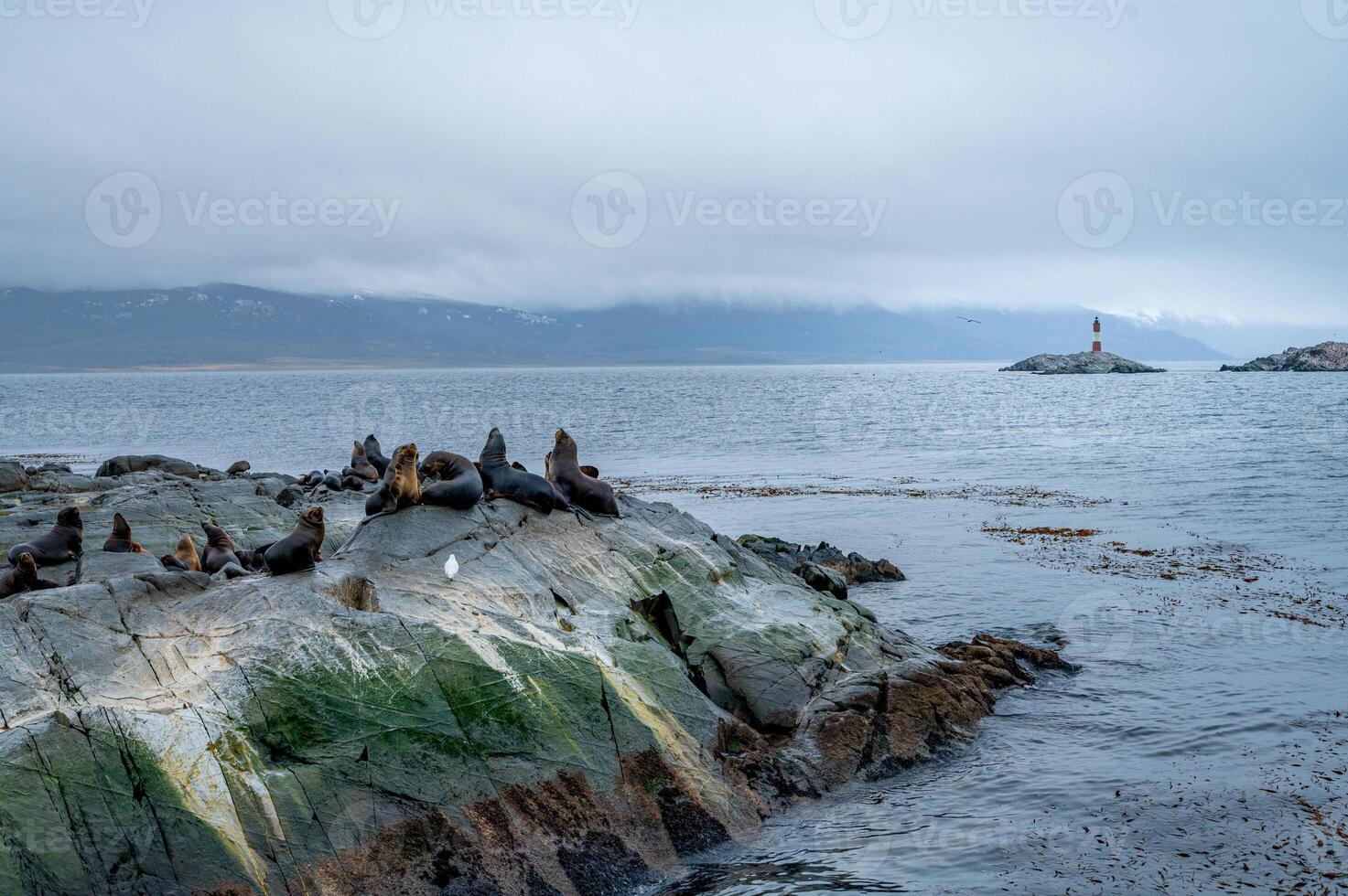 A group of sea lions is resting on the slope of a rocky islet. Cormorants are sitting on the cliff. Mountains against the sky. Argentina. Isla de los Lobos. The photo
