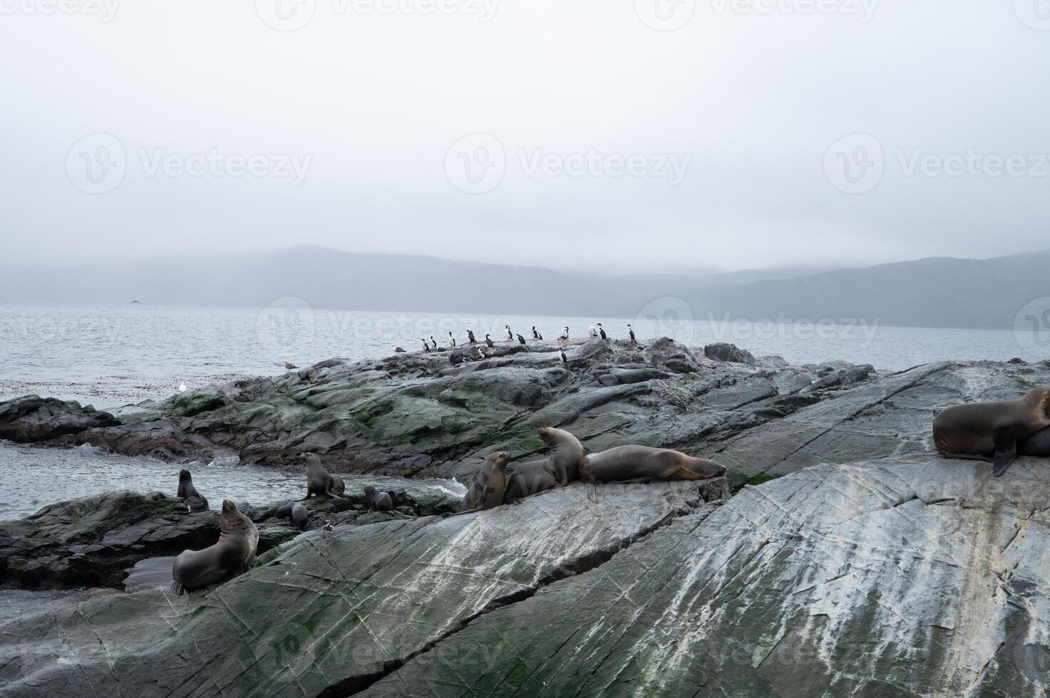 A group of sea lions is resting on the slope of a rocky islet. Cormorants are sitting on the cliff. Mountains against the sky. Argentina. Isla de los Lobos. The photo