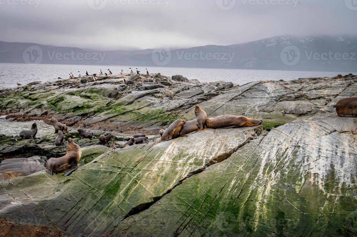 A group of sea lions is resting on the slope of a rocky islet. Cormorants are sitting on the cliff. Mountains against the sky. Argentina. Isla de los Lobos. The photo