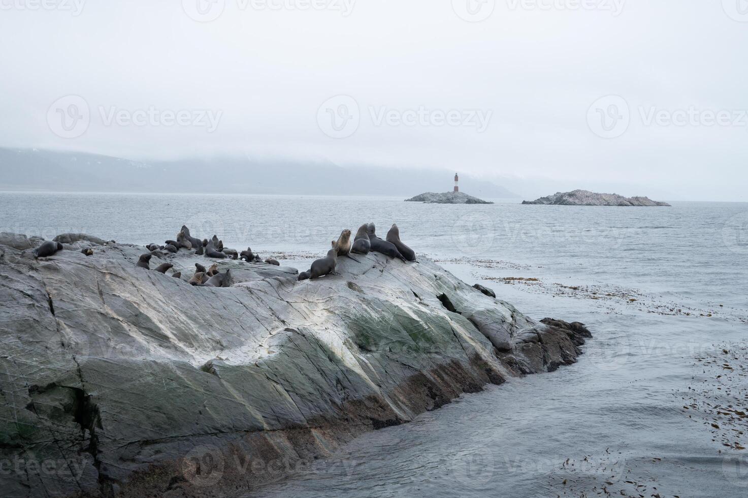 A group of sea lions is resting on the slope of a rocky islet. Cormorants are sitting on the cliff. Mountains against the sky. Argentina. Isla de los Lobos. The photo