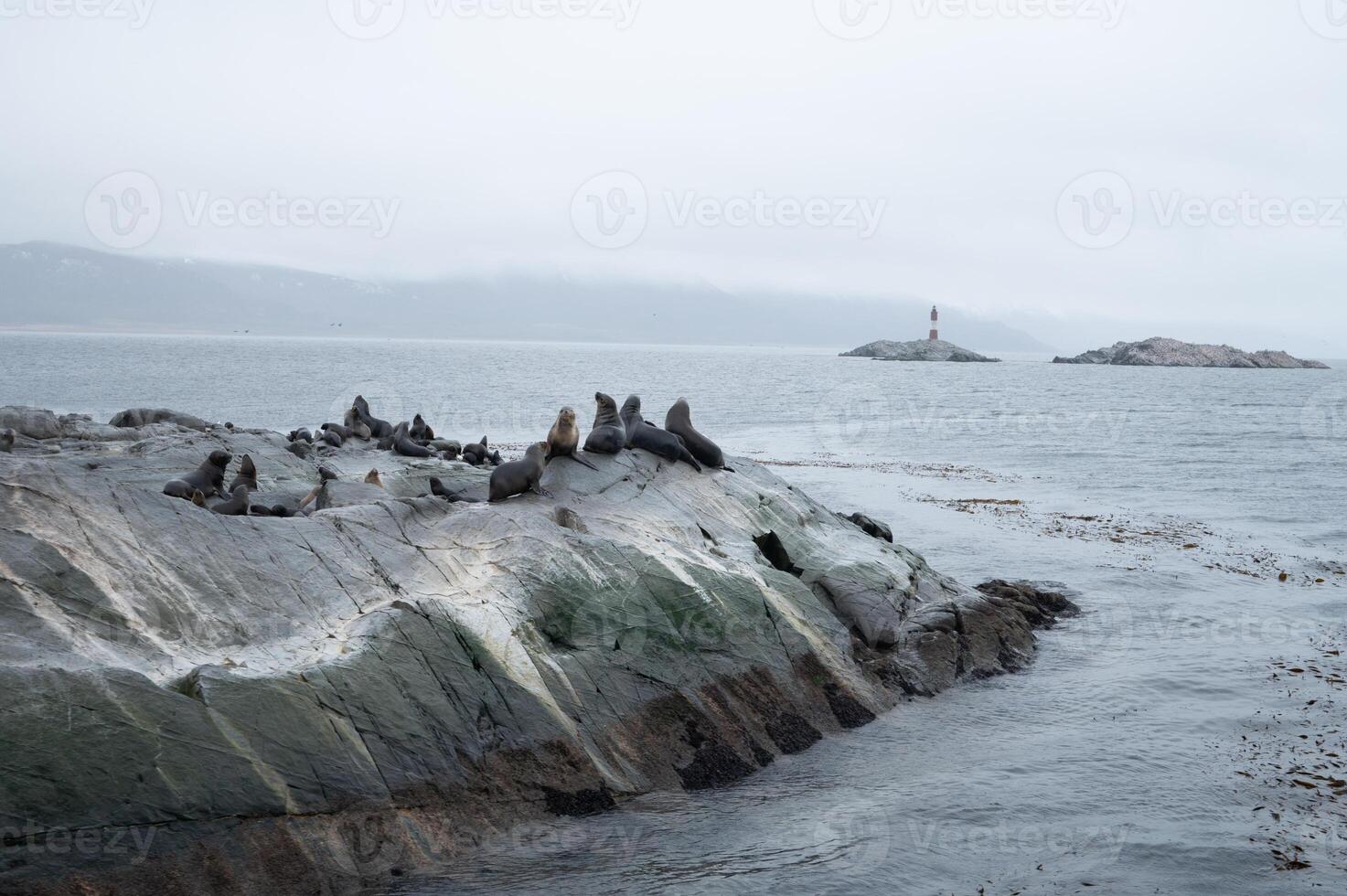 A group of sea lions is resting on the slope of a rocky islet. Cormorants are sitting on the cliff. Mountains against the sky. Argentina. Isla de los Lobos. The photo