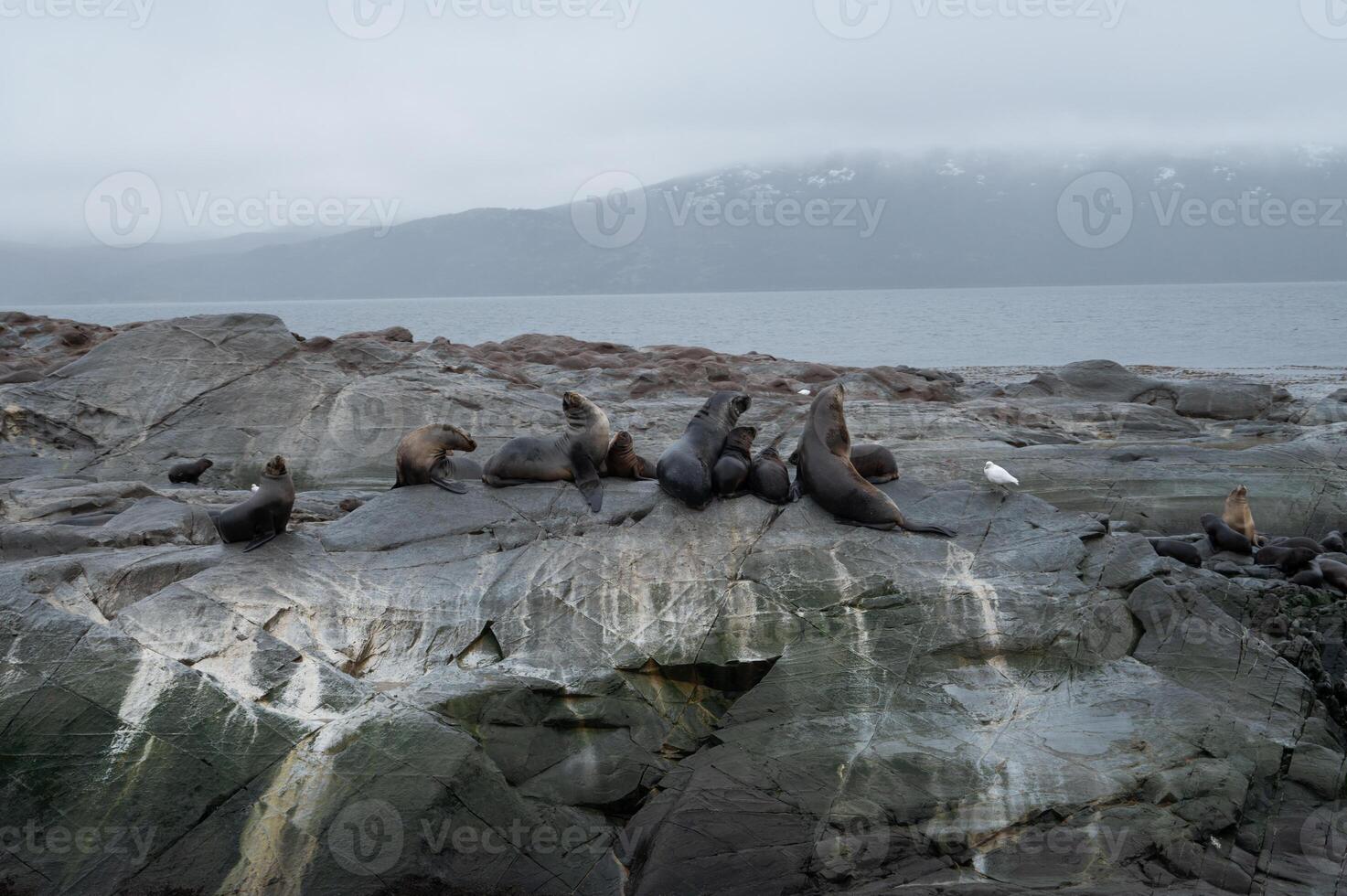 A group of sea lions is resting on the slope of a rocky islet. Cormorants are sitting on the cliff. Mountains against the sky. Argentina. Isla de los Lobos. The photo