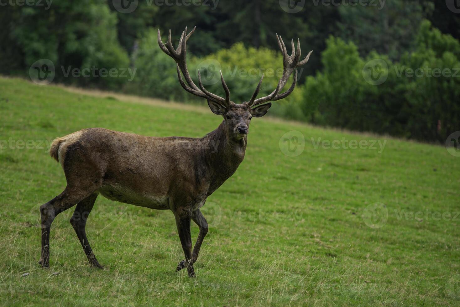 Deer with antlers in a meadow photo