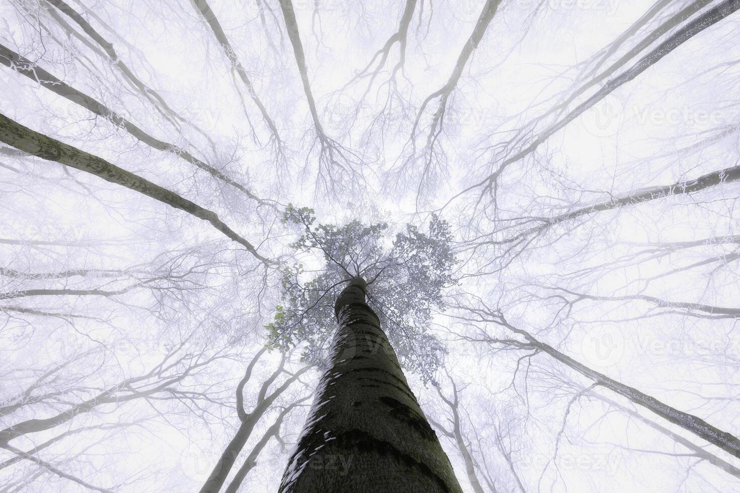 View into the crown of a beech tree photo