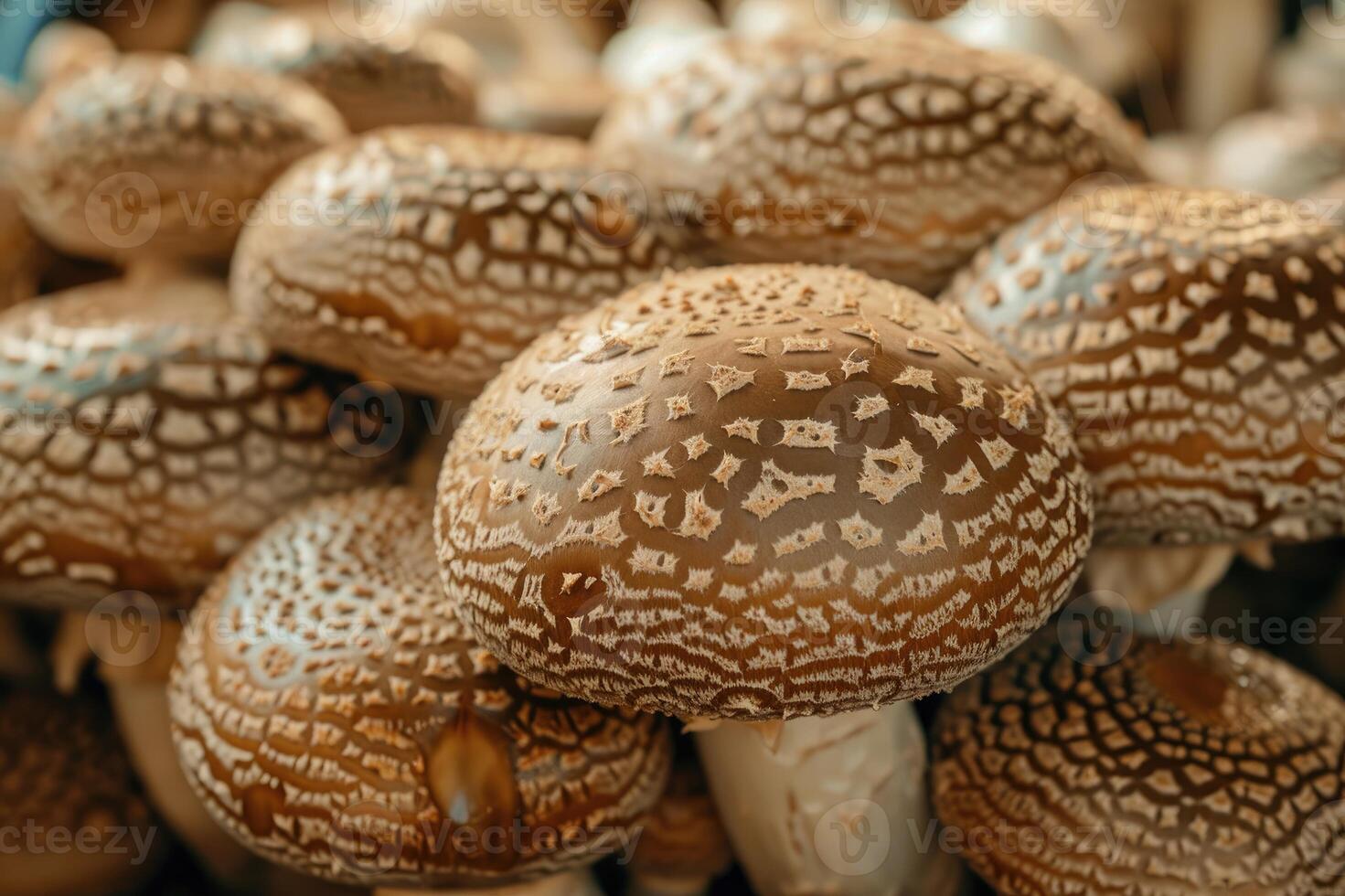 Decorative mushrooms exhibit a captivating pattern, presenting an enchantment of the fungi kingdom. photo
