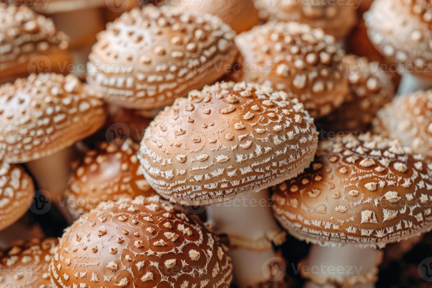 Decorative mushrooms exhibit a captivating pattern, presenting an enchantment of the fungi kingdom. photo