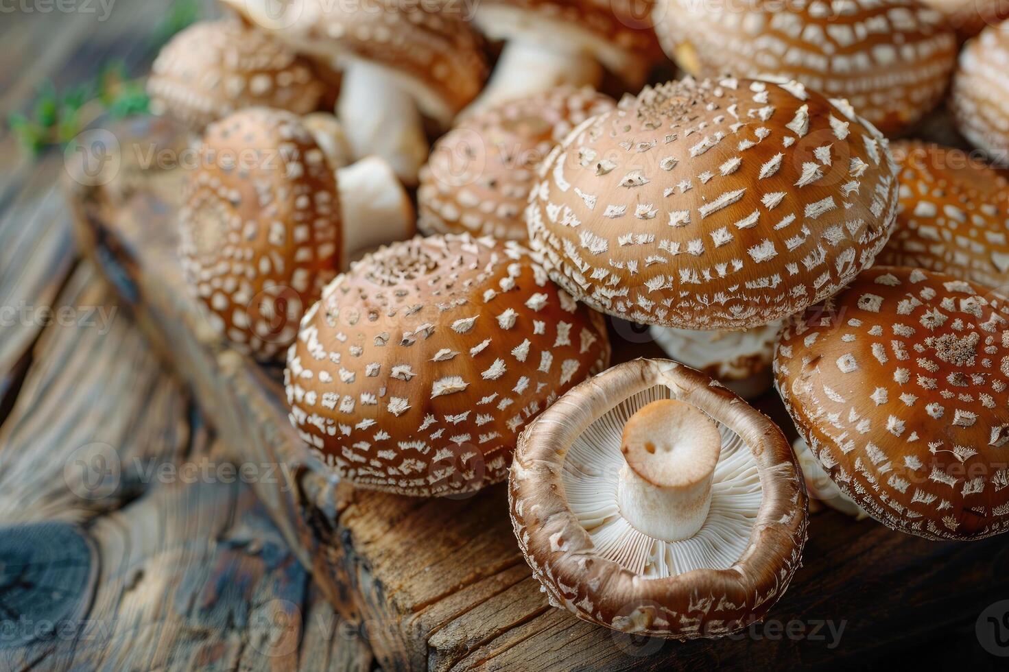 Decorative mushrooms exhibit a captivating pattern, presenting an enchantment of the fungi kingdom. photo
