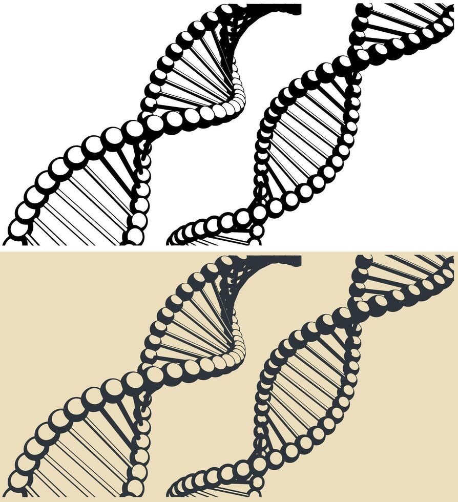 adn cadenas ilustraciones vector