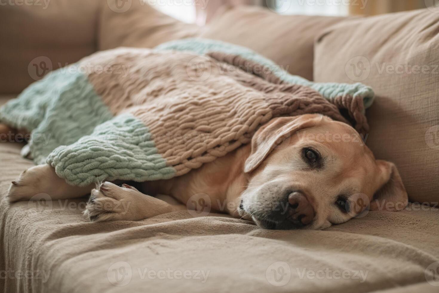 adorable dog labrador sleeps on the couch at home, covered with a blanket. home, comfort, family photo