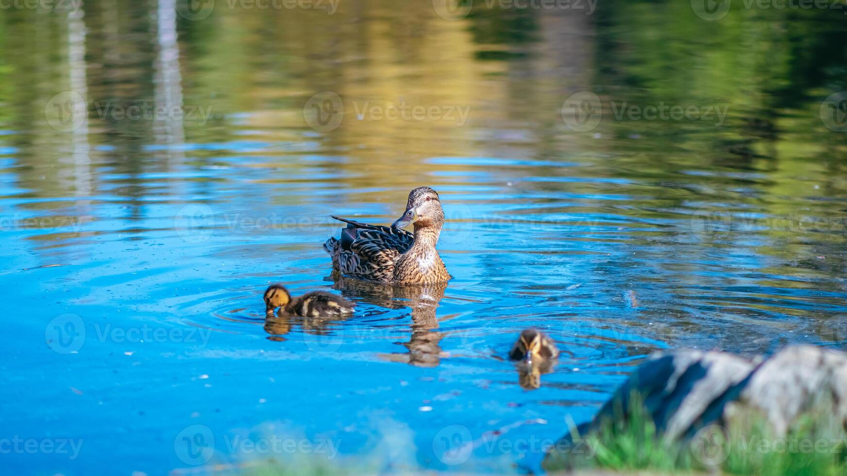 mother duck swims on the lake with her little cute ducklings, spring, summer, bird life photo