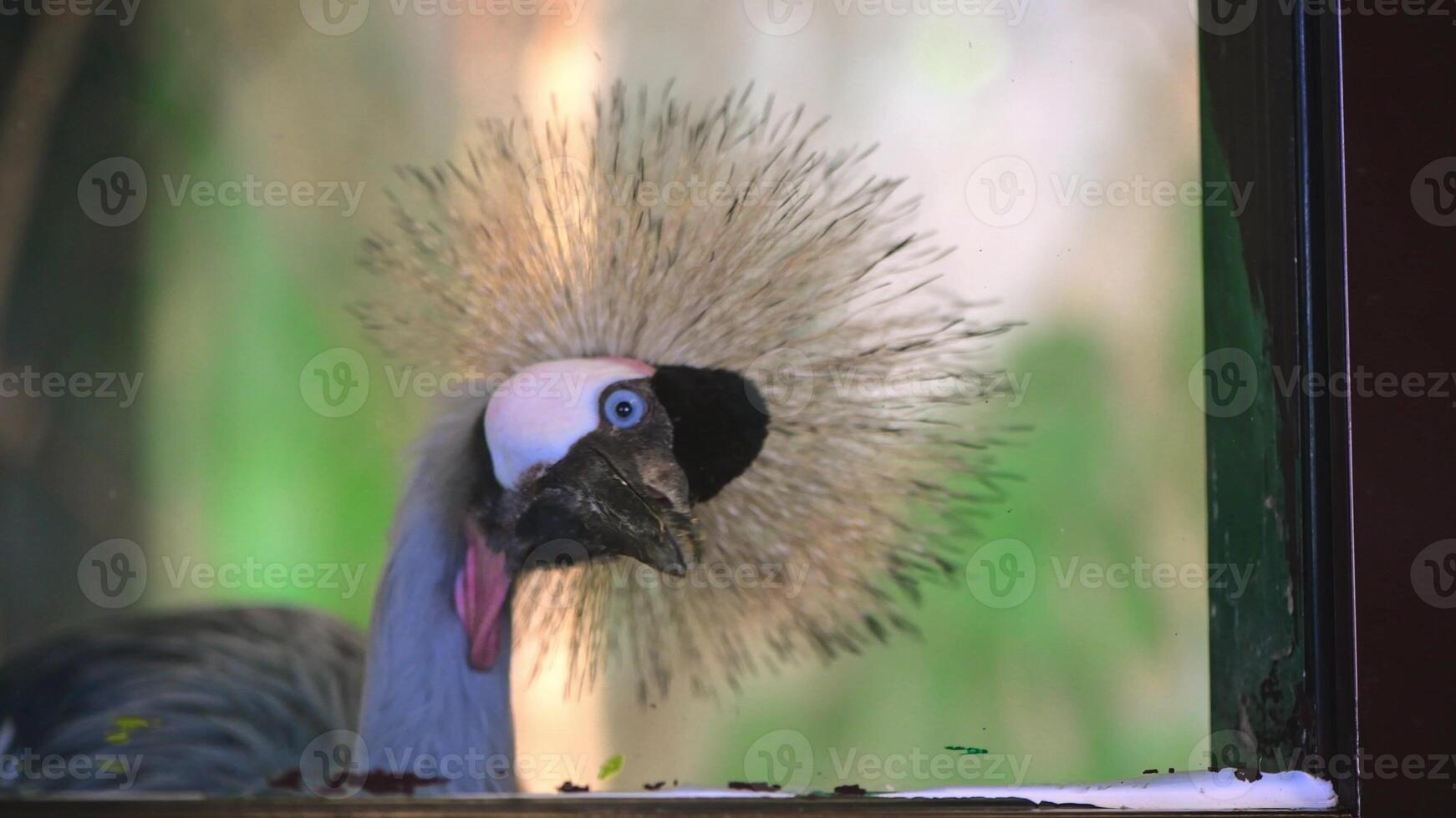 funny Crowned Crane in the zoo banging on the glass photo