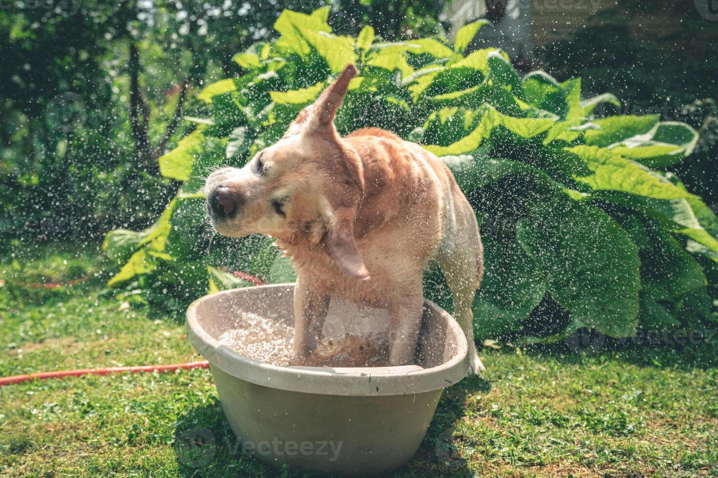 A cheerful Labrador plays with a big stick in a bath of water outdoors photo