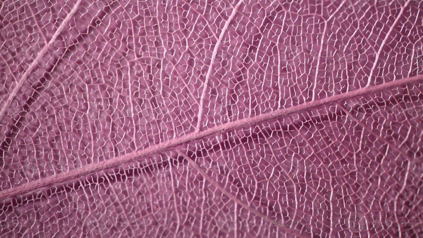 macro photography, natural plant background in the form of a skeletonized leaf of pink color, changing light, close up photo