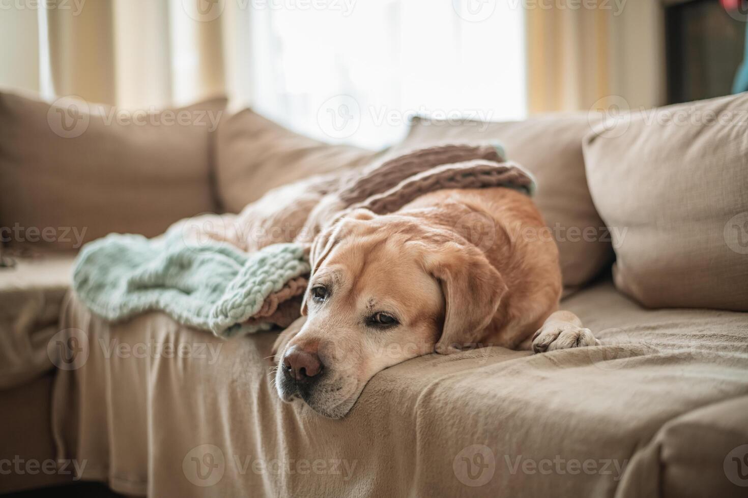 adorable dog labrador sleeps on the couch at home, covered with a blanket. home, comfort, family photo
