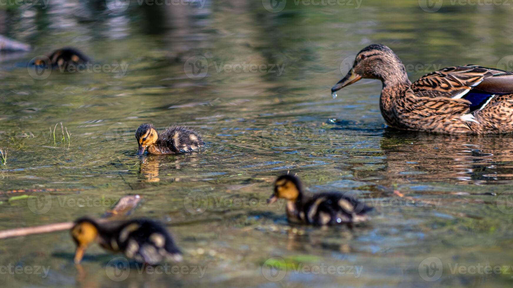 mother duck swims on the lake with her little cute ducklings, spring, summer, bird life photo