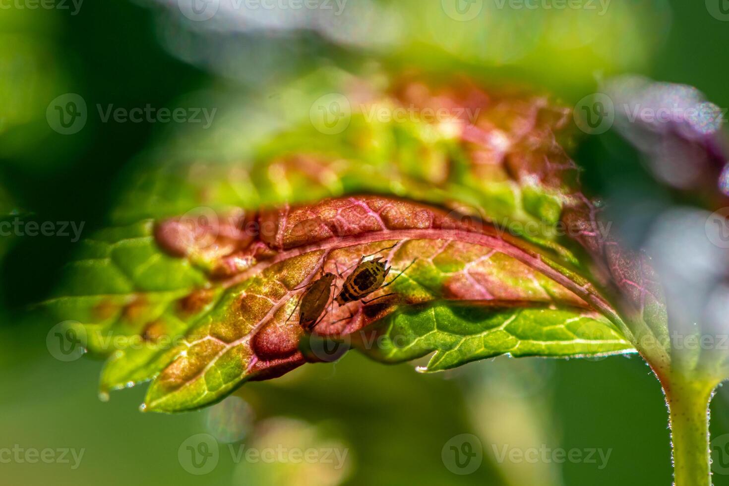 aphids on damaged currant leaves, Pests on garden plants, gardening, pest control photo