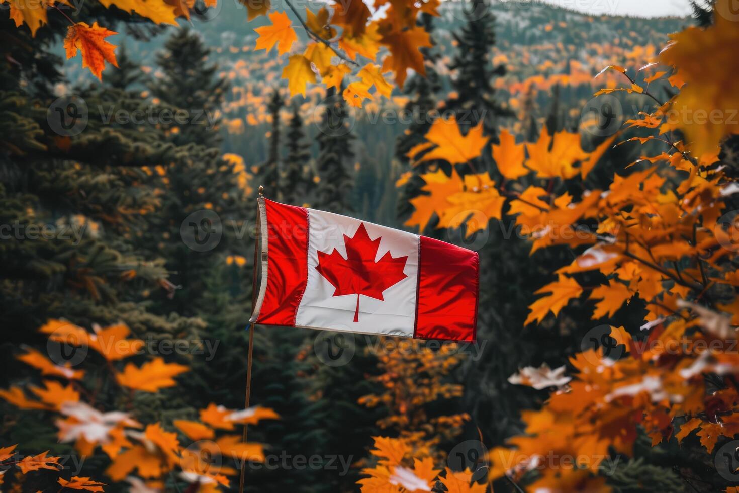 Canadian flag on nature and maple background, Canada Day photo