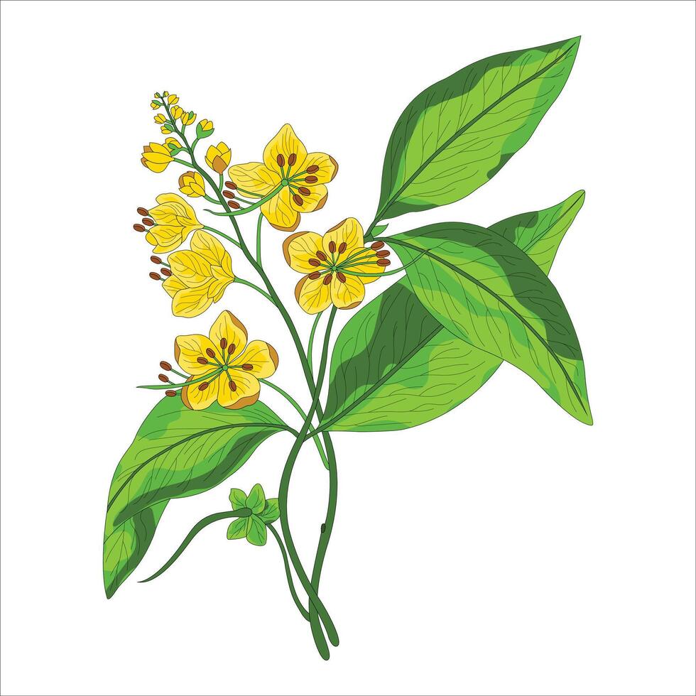 Cassia flower herb vector