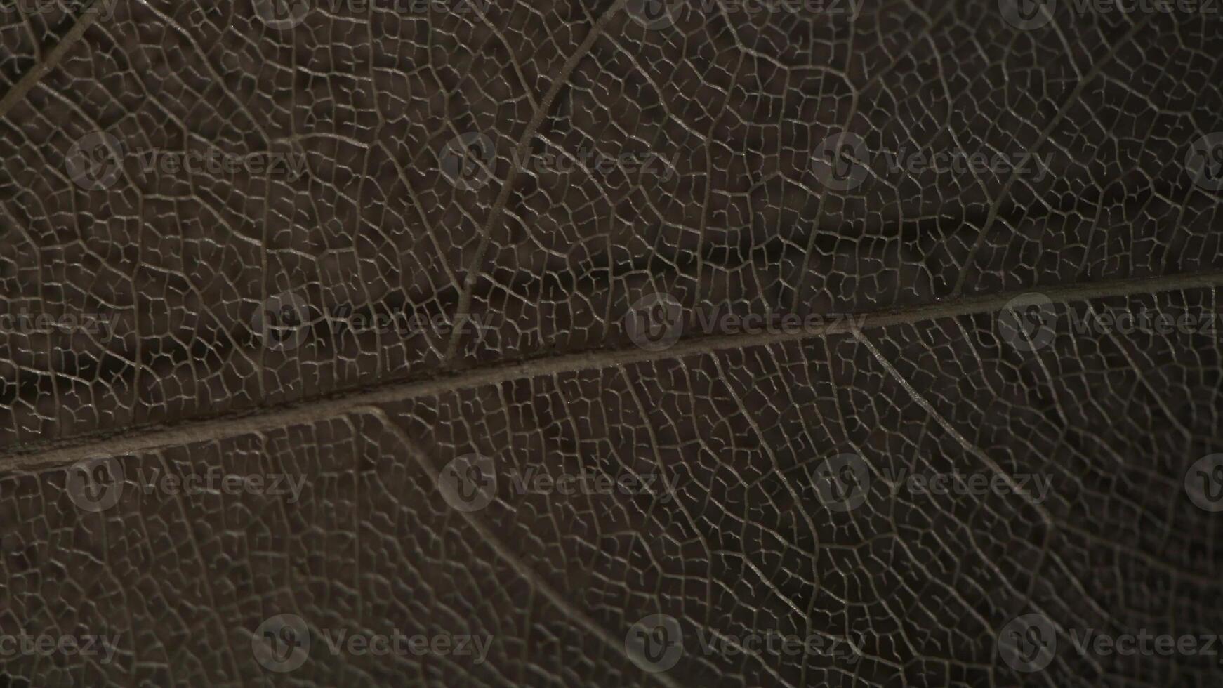 macro photography, natural plant background in the form of a skeletonized leaf of light beige color, changing light, close up photo