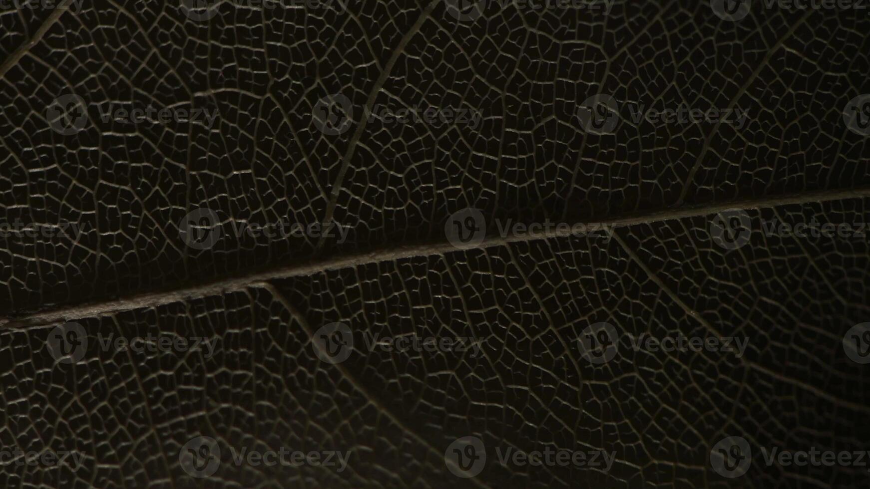 macro photography, natural plant background in the form of a skeletonized leaf of light beige color, changing light, close up photo