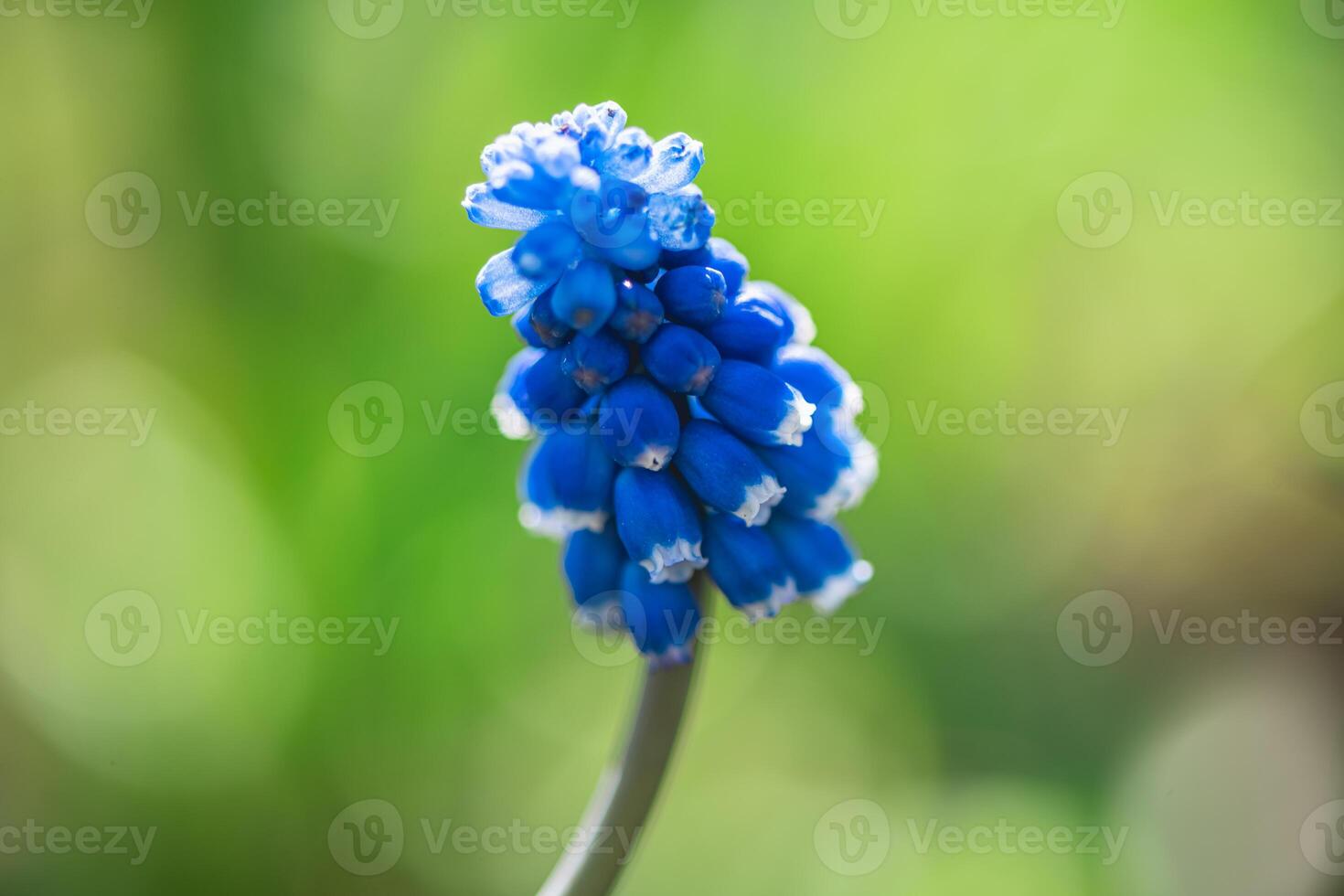 blue flower muscari in spring outdoors. gardening, flower breeding, spring, flowering photo