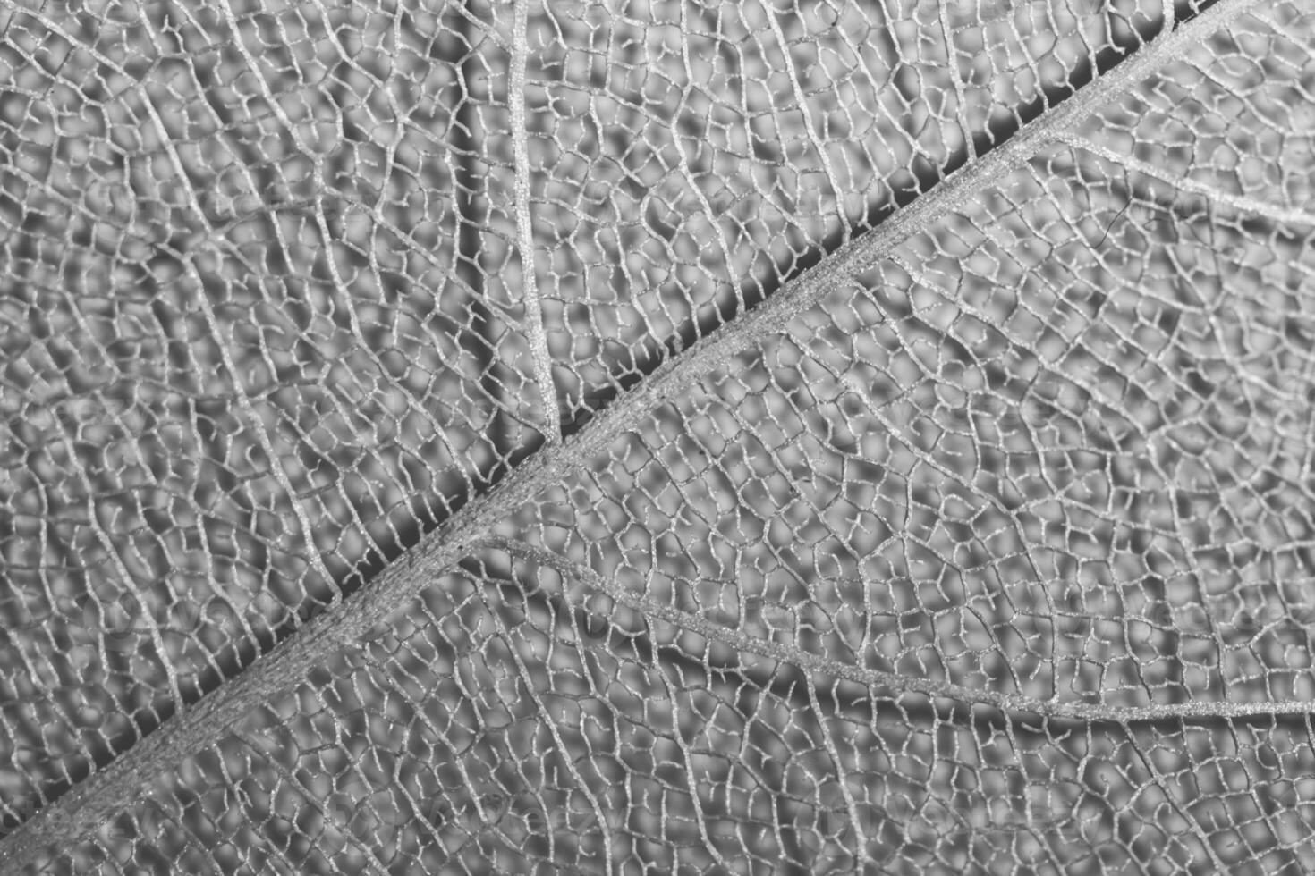macro black and white photography, natural plant background in the form of a skeletonized leaf, close up photo