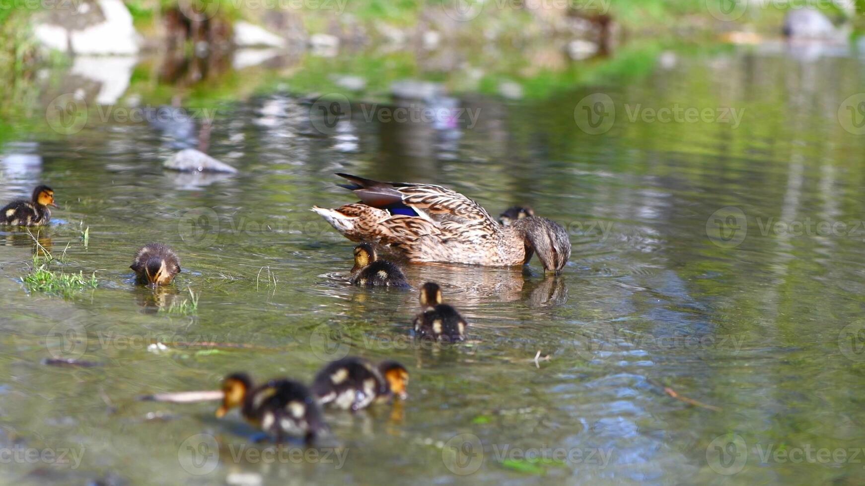 mother duck and her ducklings swimming in the lake and getting food out of the water photo