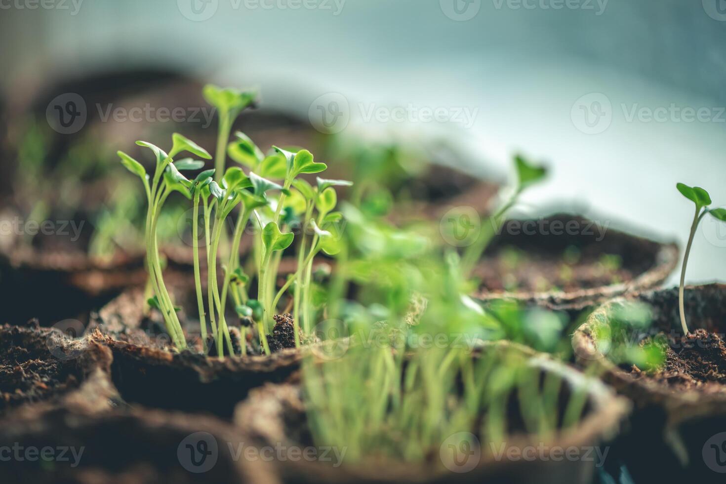 Seedling sprouts in peat pots by the window photo