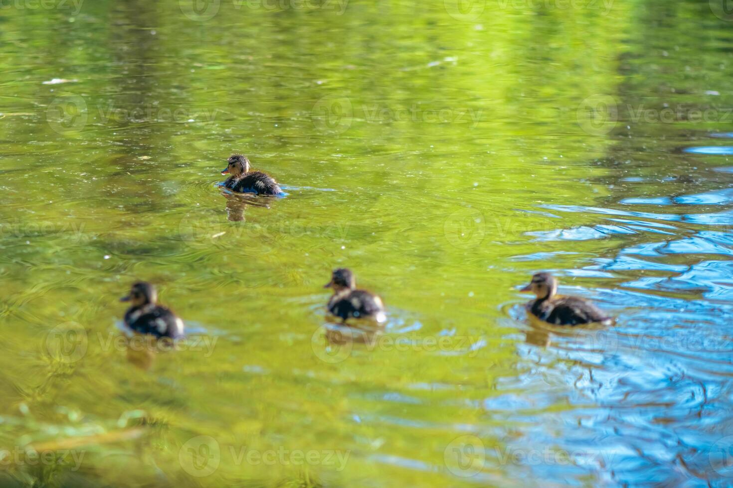 small cute ducklings swim on the lake in spring, bird offspring, flora, nature photo