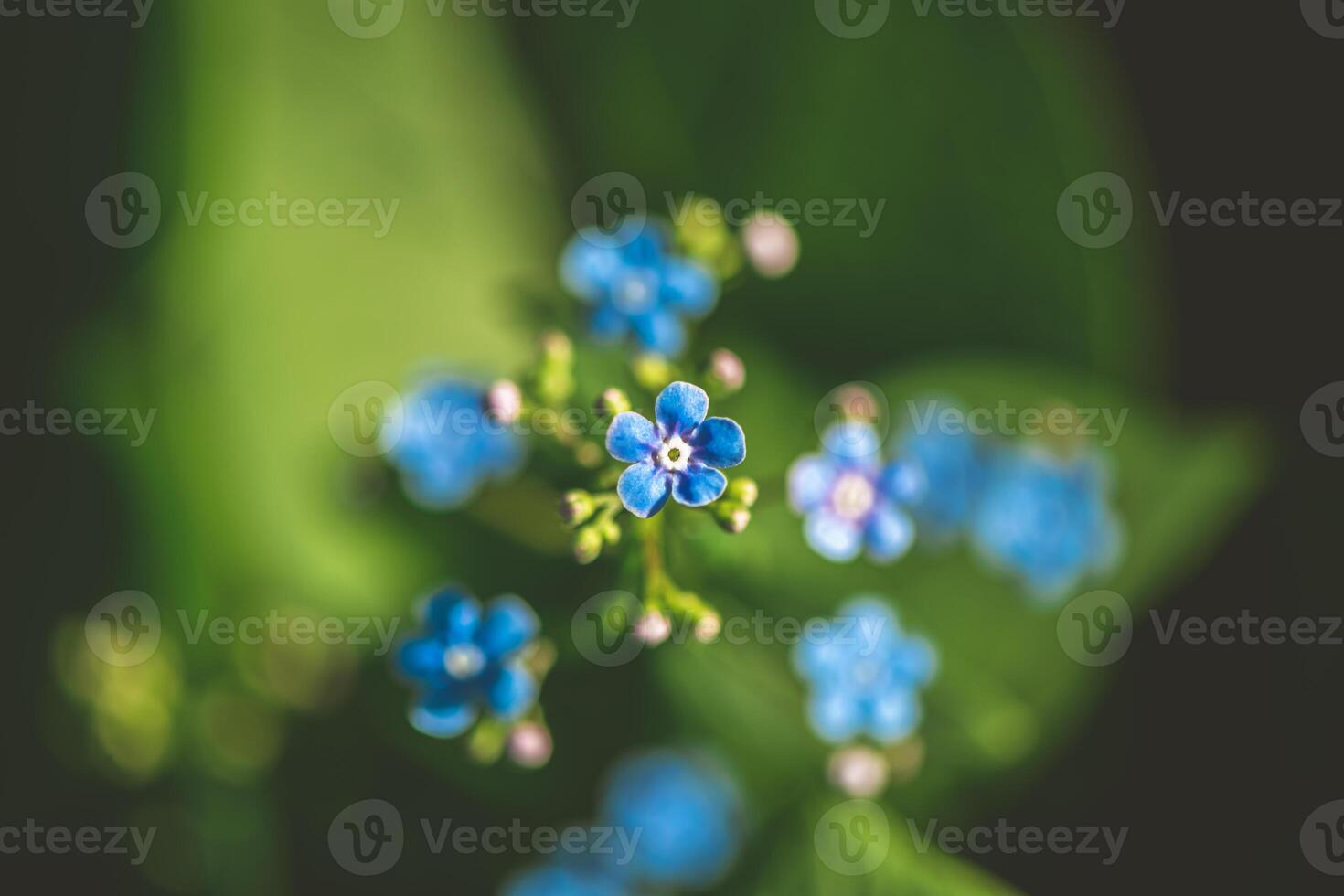 Beautiful blue forget-me-not flowers. nature, summer, spring photo