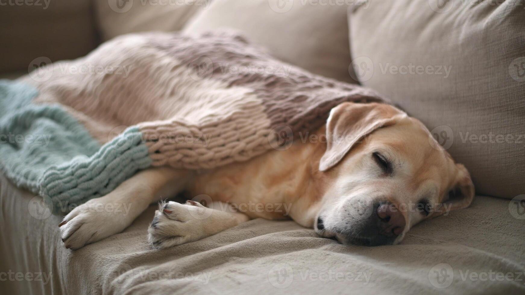 adorable dog labrador sleeps on the couch at home, covered with a blanket. home, comfort, family photo