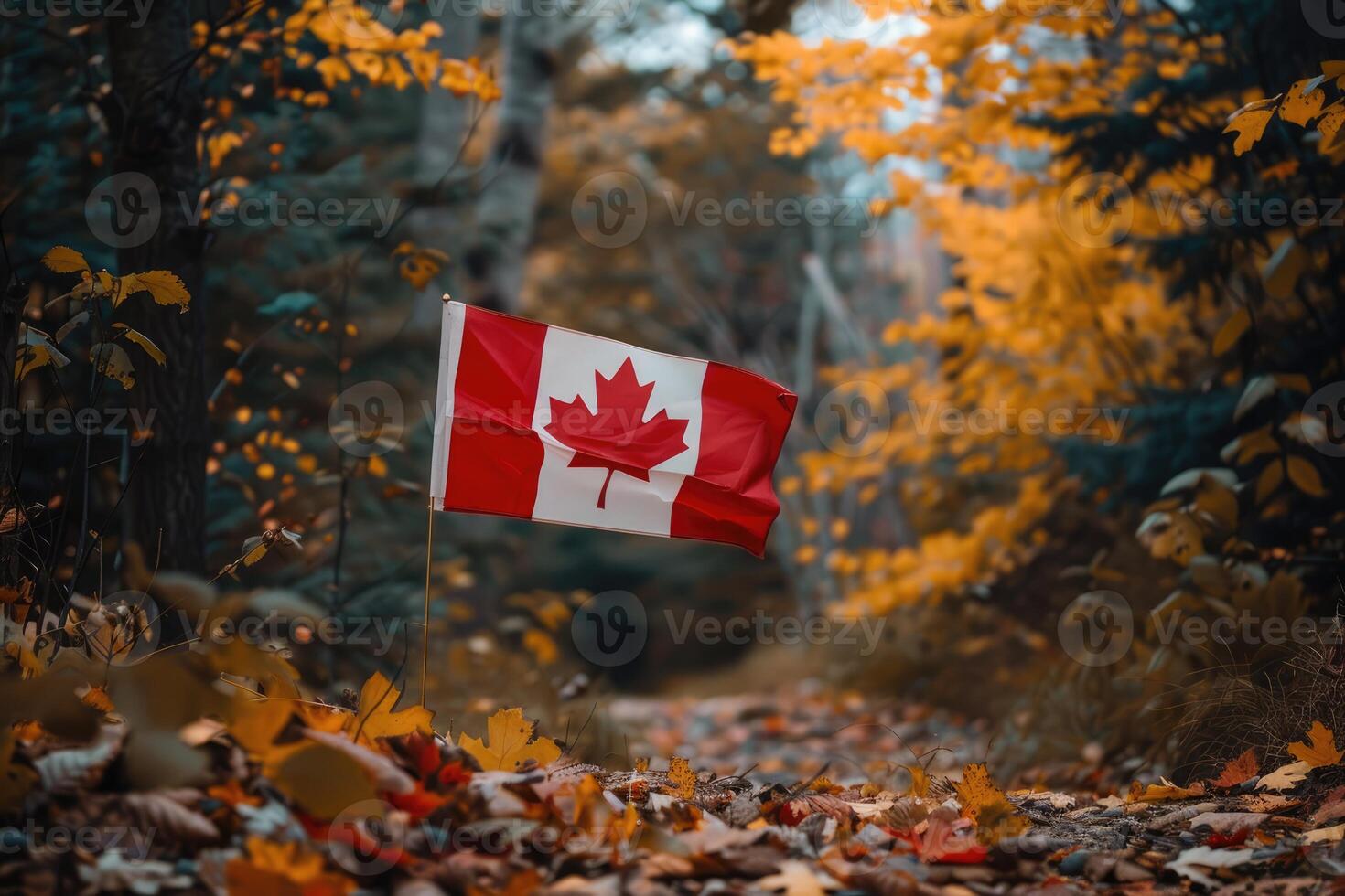 Canadian flag on nature and maple background, Canada Day photo