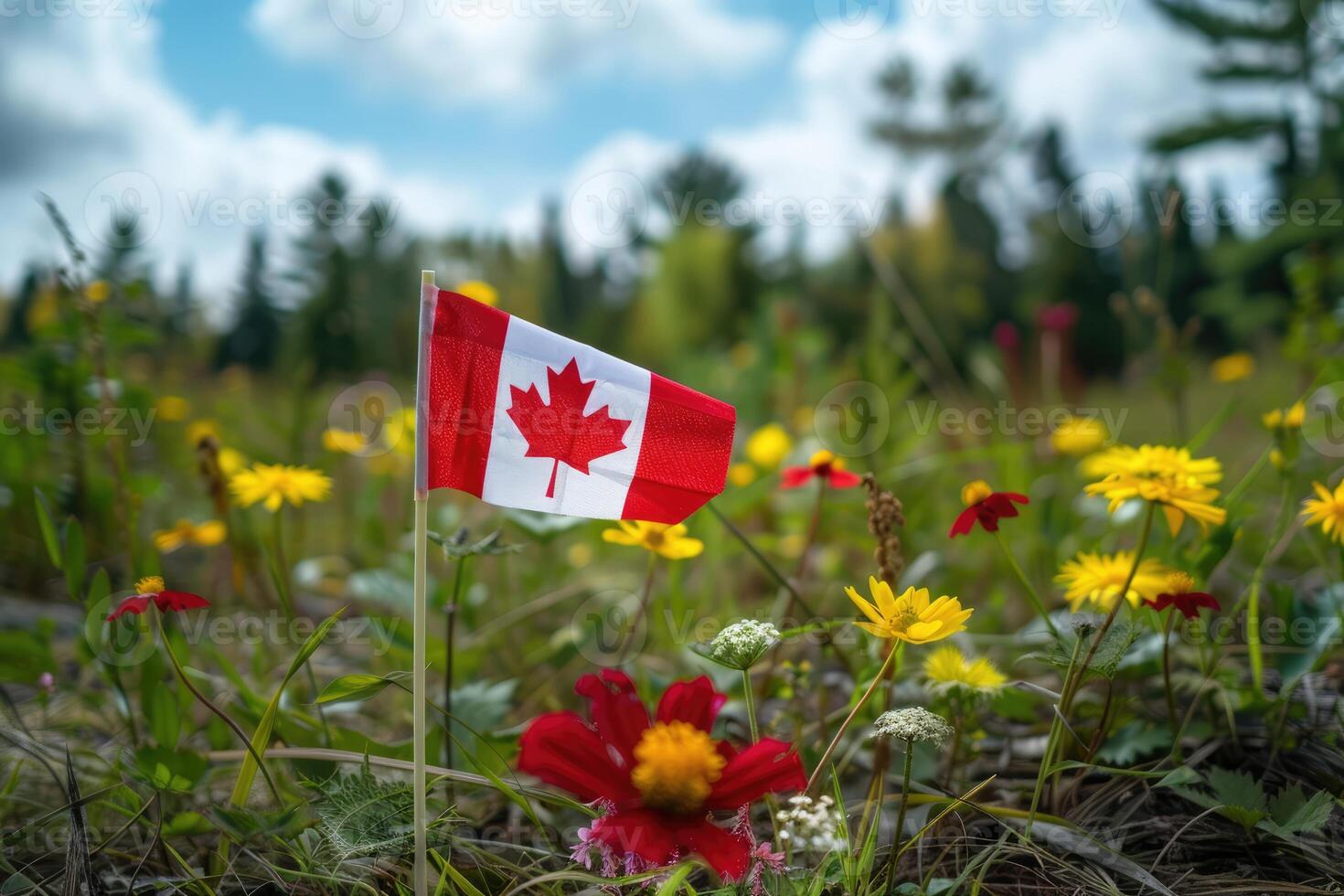 Canadian flag on nature summer background, Canada Day photo