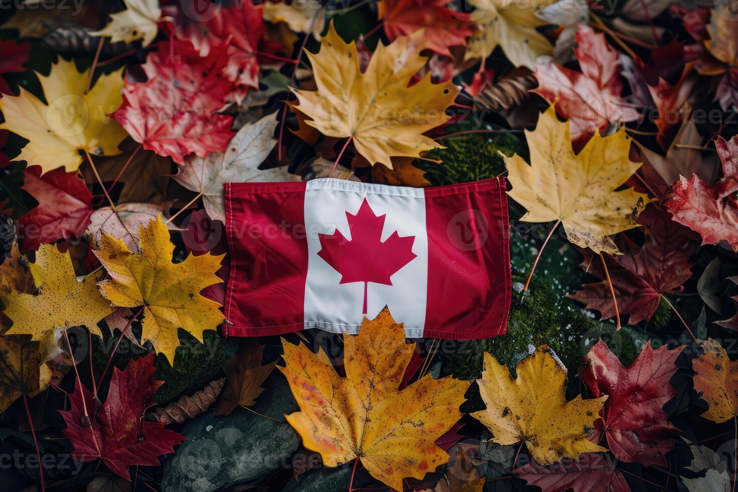 Canadian flag on nature and maple background, Canada Day photo