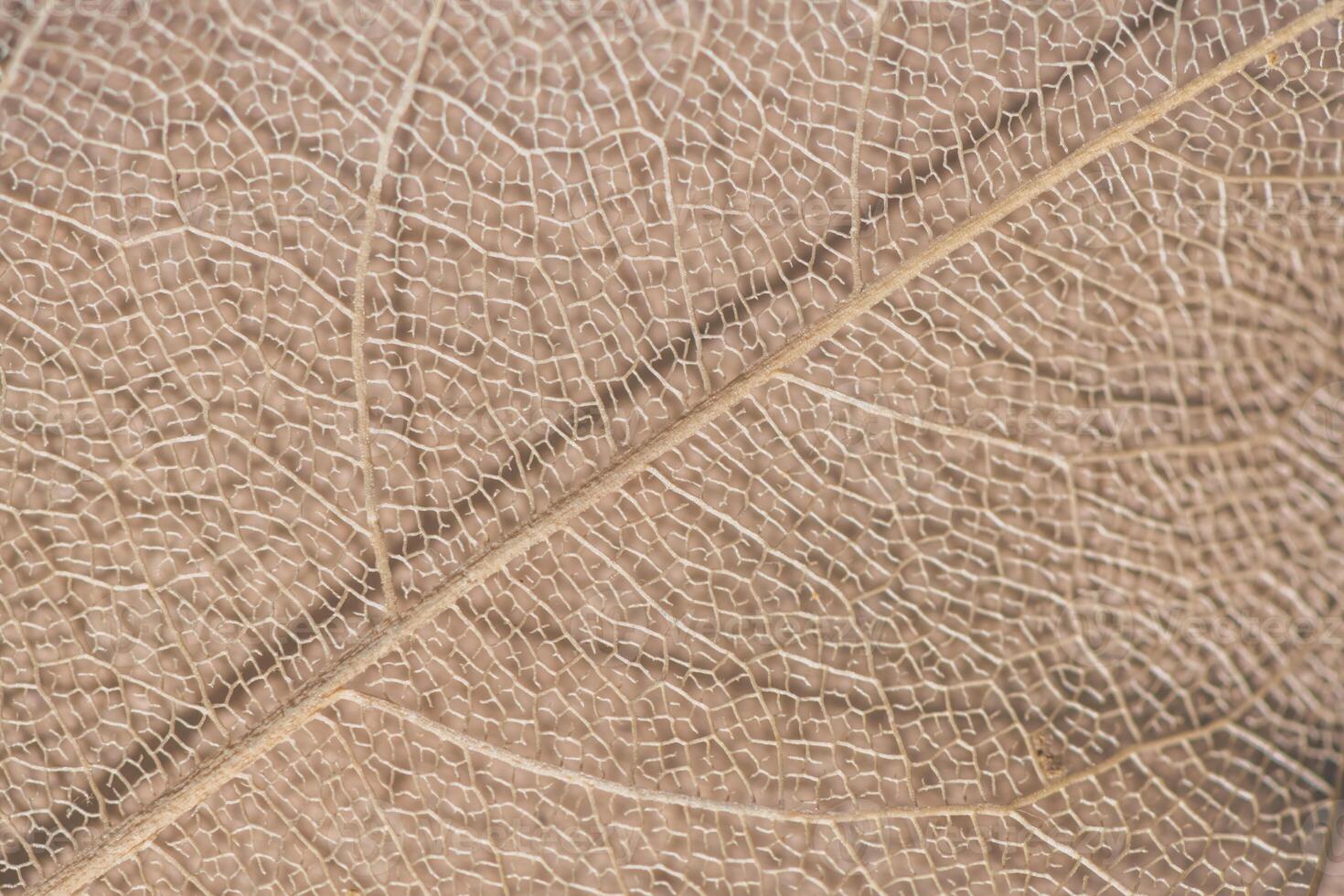 macro photography, natural plant background in the form of a skeletonized leaf of light beige color, close up photo